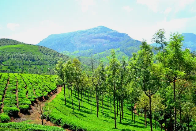 Budget Munnar Thekkady Alleppey Honeymoon Packages